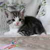 猫舍出售加白美短起司猫纯种，美短标斑幼猫宠物猫，活体美国短毛猫e