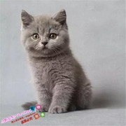 宠物猫英国短毛猫幼猫纯种英短折耳猫蓝猫幼猫活体萌宠小猫出售g