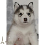 纯种西伯利亚雪橇犬幼犬活体，哈士奇狗狗宠物狗灰色，小狗二哈活体p