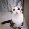 猫舍出售宠物猫活体猫咪纯种美国短毛猫银虎斑美短加白起司幼猫g