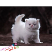加菲猫异国长毛猫纯白波斯猫幼猫活体宠物猫咪纯白色猫咪加菲猫g