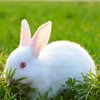 兔子活体宠物小白兔肉兔新西兰家兔活物比利时兔花巨兔种兔苗