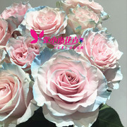 厄瓜多尔直批伊莎贝拉玫瑰鲜花，花束礼盒生日礼物大头花期长