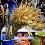 天然麦穗稻穗干花丰收稻谷稻子装饰仿真假花会展布置演出拍摄道具