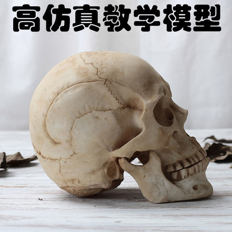 骷髅头骨模型