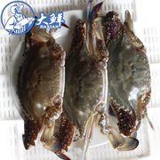 温州炎亭特产海鲜梭子蟹野生鲜活海蟹白蟹野生螃蟹2.53斤时价