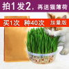 猫草种植套装猫咪去毛球洁齿天然猫草种子猫零食猫用品食品猫薄荷