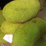 海南三亚菠萝蜜20斤树上熟干苞 木菠萝 现摘现发新鲜海南水果