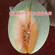 新疆哈密瓜新鲜香瓜，3斤单个沙漠蜜瓜吐鲁番特产西洲蜜，伽师瓜甜瓜