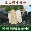 中药材杜仲杜仲茶秦岭野生约50年厚皮男性，泡茶泡酒无硫非打粉500g