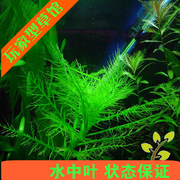 亚马逊水景馆细叶水，罗兰水草水中叶鱼缸，造景草缸装饰活体植物