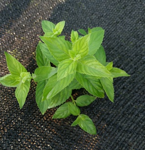 银被薄荷盆栽苗 可食用薄荷叶 室内驱蚊植物 芳香植物香草