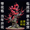 梅花盆景树桩实物红梅腊梅盆景苗骨里红乌梅盆栽造型花卉植物