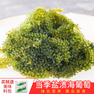 盐渍海葡萄新鲜即食长寿菜海藻菜海草寿司鱼子酱100g