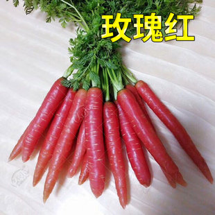 红色胡萝卜种子紫色水果萝卜，大全籽种罗卜蔬菜，种籽孑子红胡罗卜种
