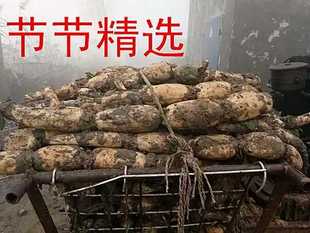 新鲜泥巴莲藕蔬菜5斤煲汤粉糯面炒菜脆煲汤粉藕野生山东特产