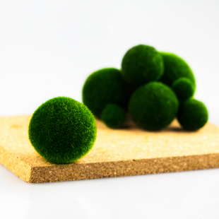 马里莫(马里莫)海藻球微景观生态，瓶鱼缸室内桌面水培创意迷你植物水生球藻