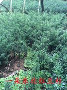 东北红豆杉籽播苗，10cm-1米树苗耐寒室内盆栽庭院植物绿植