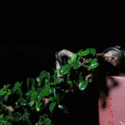 定制福建茶办公桌盆景紫砂，小摆件苔藓植物，盆景生态瓶禅意盆栽造型