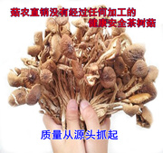 江西广昌土特产开伞茶树菇 散装新鲜茶薪菇农家自产干货500g