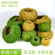 手工苔玉球坯青苔球花器，苔藓球个性创意园艺，茶室盆景花盆盆栽