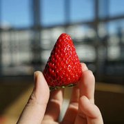 密云新鲜草莓熟啦 红颜奶油草莓 宝宝孕妇水果 现摘香甜 400克