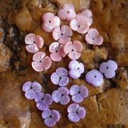 10mm天然贝壳三瓣碗花隔片粉色紫色花片花托 diy贝壳饰品配件批
