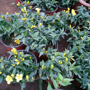 花卉绿植 法国香水盆栽 黄香水茉莉花苗不带花苞 冬季耐寒植物
