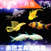 鼠鱼集合小型热带观赏鱼灯，科鱼宠物鱼，三湖鱼底层鱼白鼠鱼活体