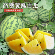西瓜种子超甜黄瓤小兰迷你小西瓜种籽农家四季种植水果种孑