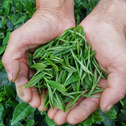 中国绿茶2022年新茶叶(新茶叶，)散装春茶高山，云雾浓香型四川毛峰明前茶500g