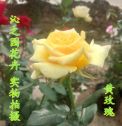 盆栽室内有氧植物玫瑰花苗绿植花卉 黄玫瑰花苗黄金时代 带花