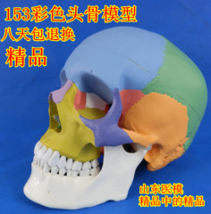 头骨模型骷髅模型仿真人头骨模型