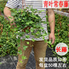 常春藤吊盆盆栽绿植花叶，长青藤吊兰植物，室内阳台庭院盆栽除甲醛