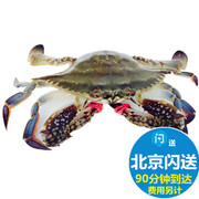 鲜活梭子蟹大连飞蟹公母海螃蟹，花盖蟹海鲜满肉无黄4-5两按只售卖