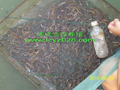 泥鳅寸苗(3-4厘米 单位:万苗)|一淘网优惠购|购就
