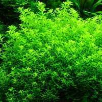 日本珍珠草 (特价、自养、水下叶)|一淘网优惠