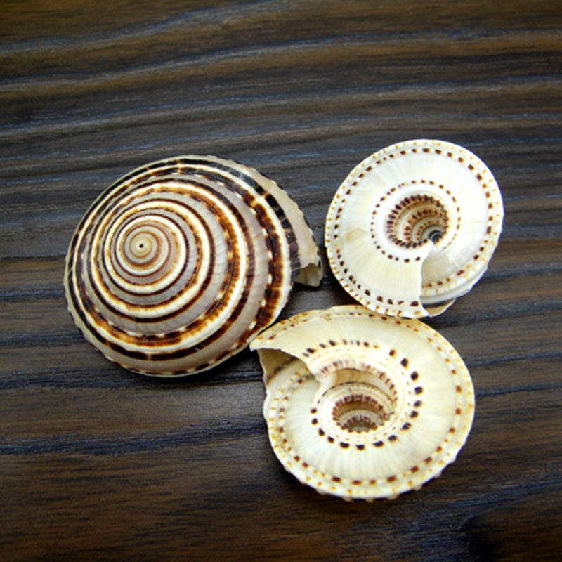 车轮螺3.6-4.5cm草帽螺 黑线车轮螺 小海螺贝壳