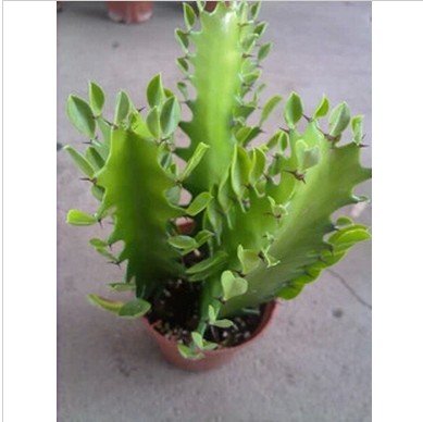 花卉盆栽巴西龙骨仙人掌 镇宅辟邪植物防辐射