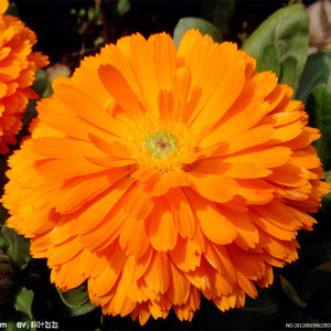 花仙子花卉绿植小盆栽室内阳台鲜花蔬果种子橙