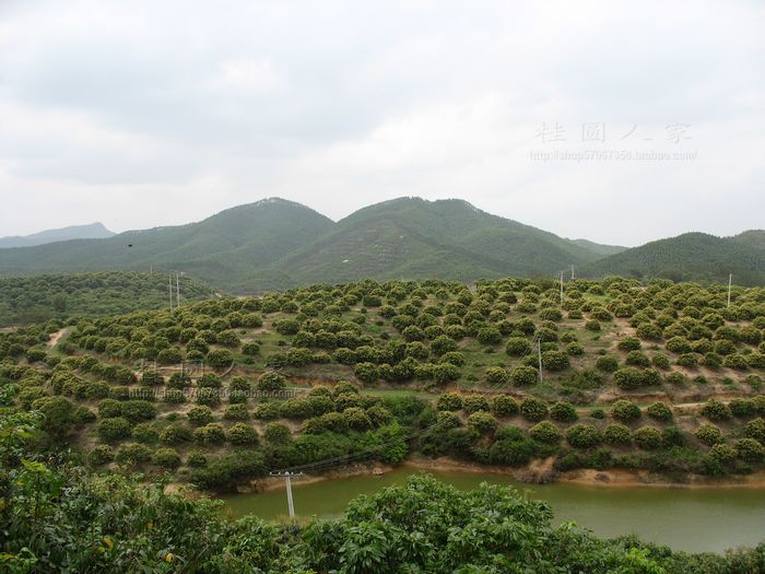 【广东省云浮 石硖龙眼】