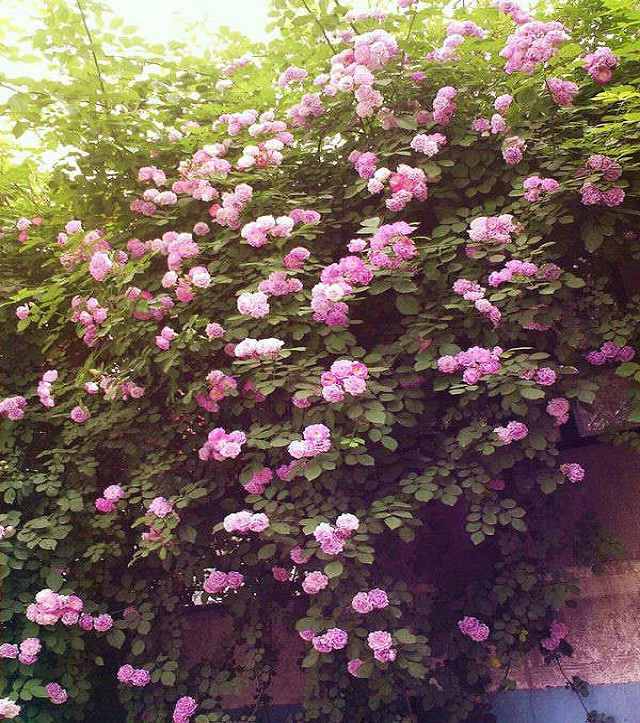 藤本蔷薇 野蔷薇 攀爬植物,速度比别的藤本月季