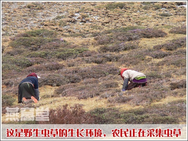 虫草的生长环境：青海，农民正在采集