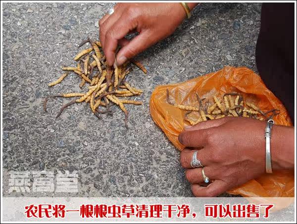 虫草清理后可以出售了