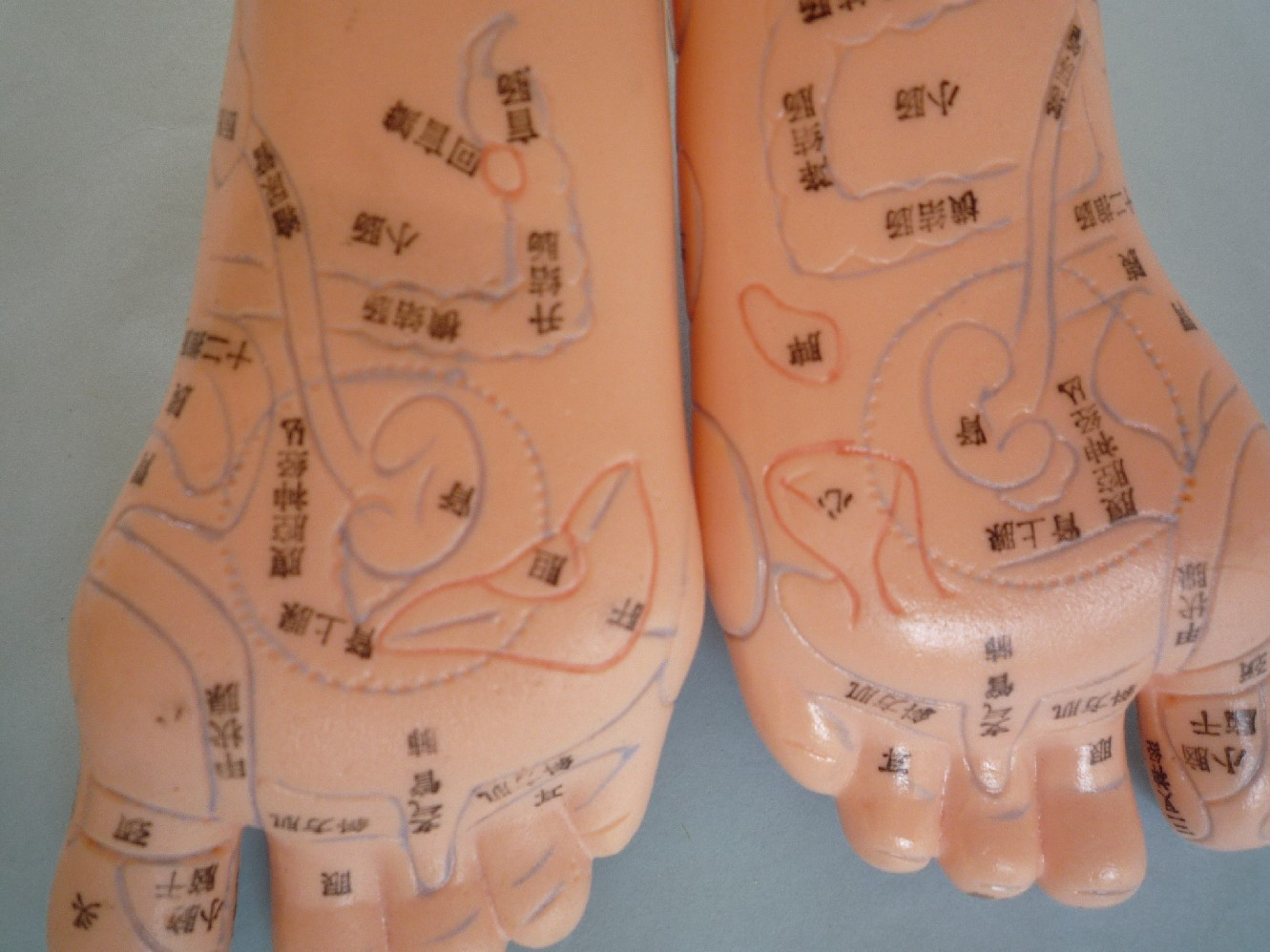 保健足模型,用pvc制成,显示相对应的人体内脏器官在脚上的反射区位置